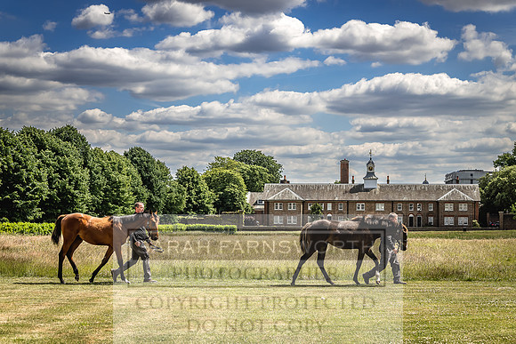 Goffs London Sale 2022-79