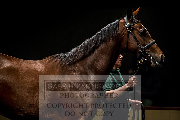 Goffs Orby 2017-235