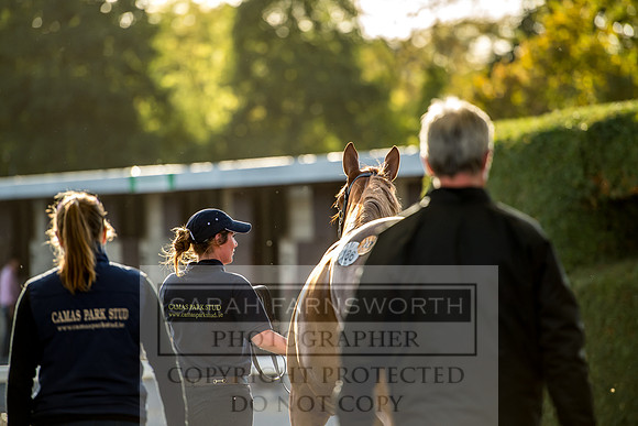 Goffs Orby 2017-382