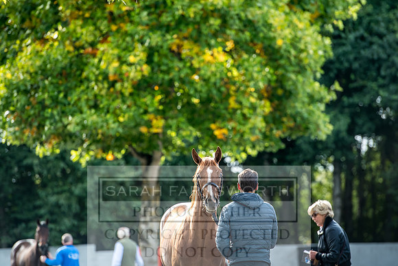 Goffs Orby 2017-257