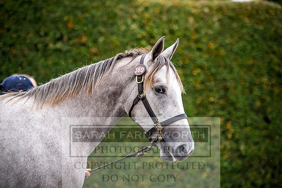 Goffs Orby 2017-708