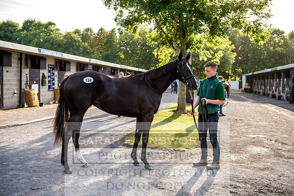 Goffs Orby 2017-346