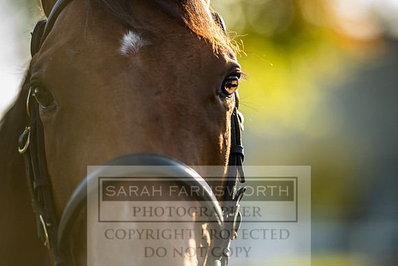 Goffs Orby 2017-421