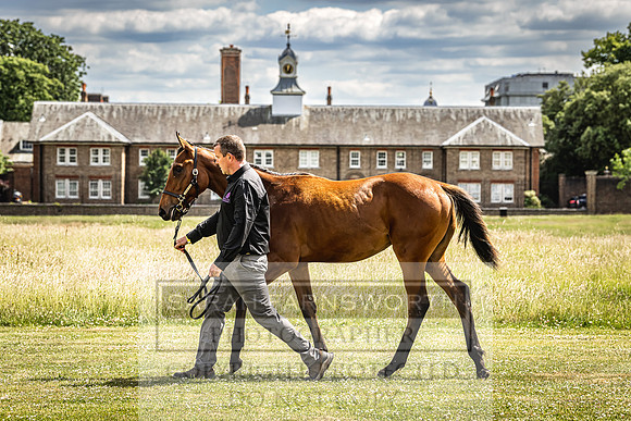 Goffs London Sale 2022-73