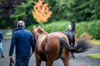 Goffs Orby 2017-18