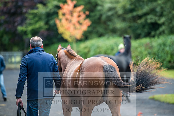 Goffs Orby 2017-18
