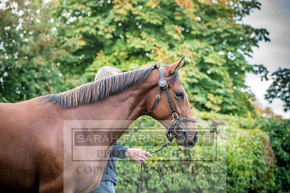 Goffs Orby 2017-26