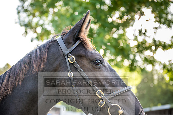 Goffs Orby 2017-340