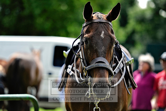 Cirencester Polo CF2 320