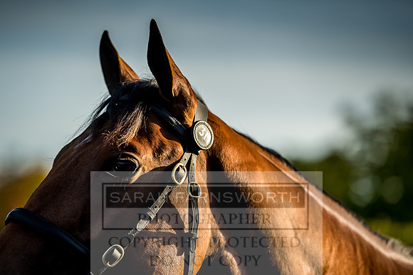 Goffs Orby 2017-427