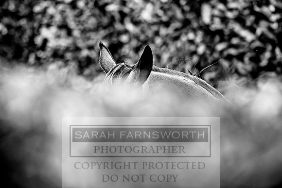 Goffs Orby 2017-665