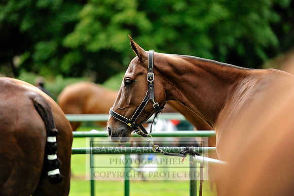 Cirencester Polo CF3 130
