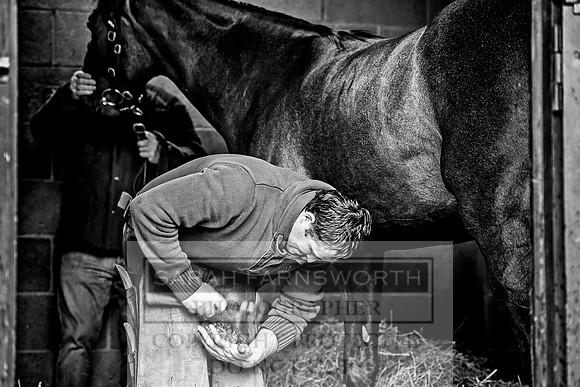 Goffs Orby 2017-606
