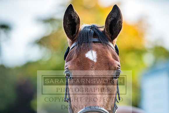 Goffs Orby 2017-105