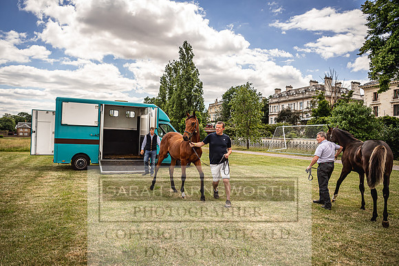 Goffs London Sale 2022-5