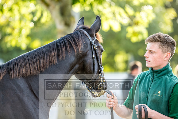 Goffs Orby 2017-347