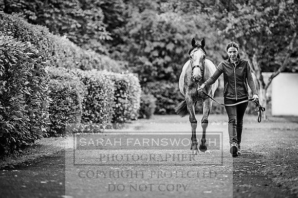 Goffs Orby 2017-13