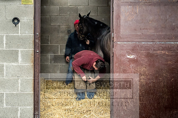 Goffs Orby 2017-597