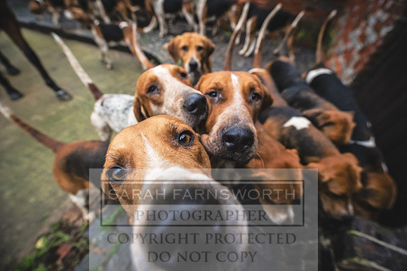 Happy Holderness Hounds