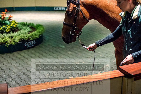 Goffs Orby 2017-700
