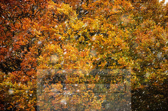 Autumn Snow 001