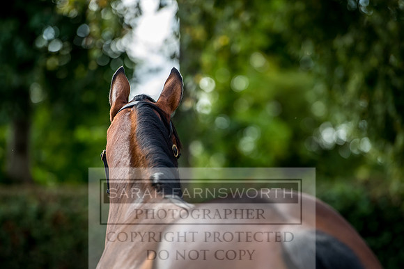 Goffs Orby 2017-287