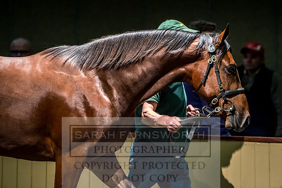 Goffs Orby 2017-226