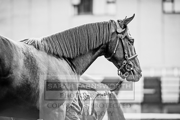Goffs Orby 2017-155