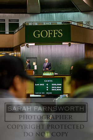 Goffs Orby 2017-622