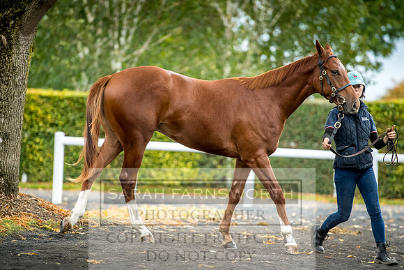 Goffs Orby 2017-586