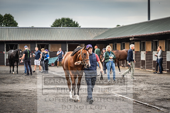 Goffs UK PY24-366