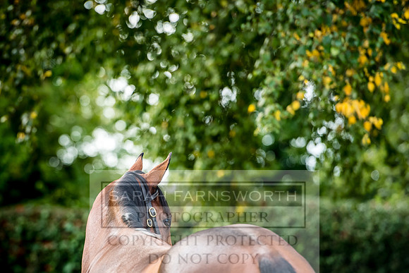 Goffs Orby 2017-284