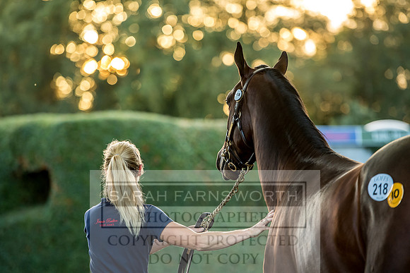 Goffs Orby 2017-460
