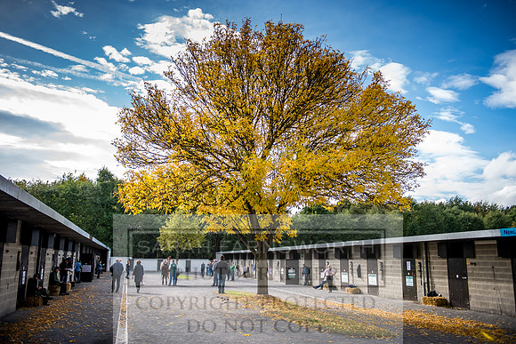 Goffs Orby 2017-247