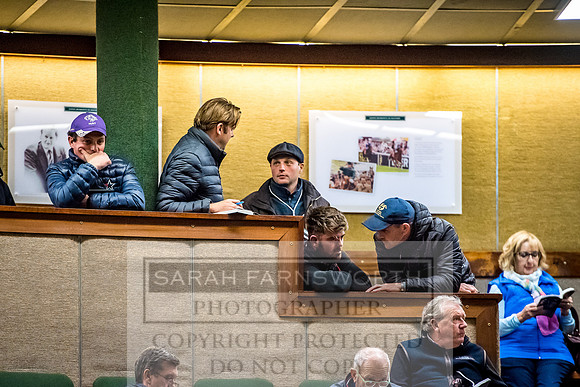 Goffs Orby 2017-697