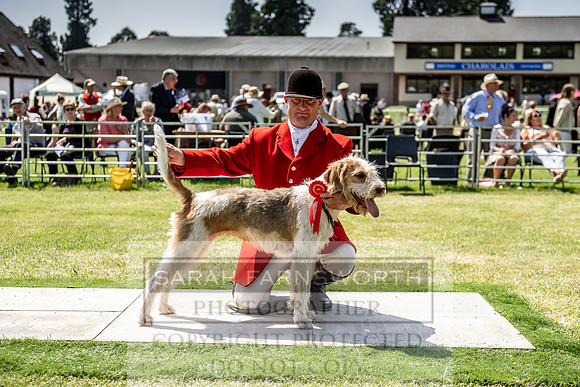 Builth Hound Show 2019-158