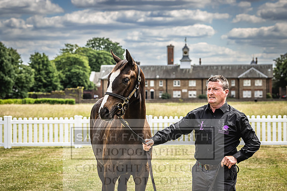 Goffs London Sale 2022-56