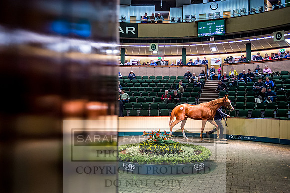 Goffs Orby 2017-207