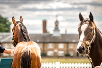 Goffs London Sale 2022-12