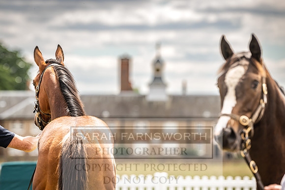 Goffs London Sale 2022-12