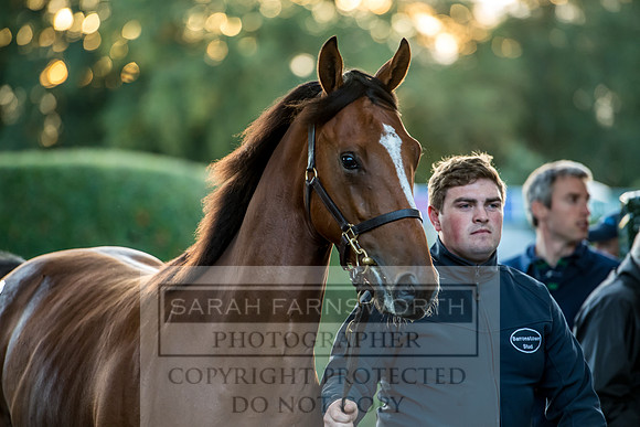 Goffs Orby 2017-476
