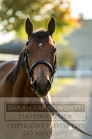 Goffs Orby 2017-417
