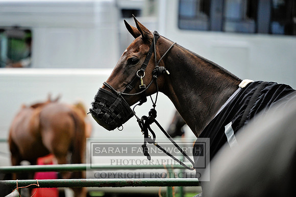Cirencester Polo CF2 380