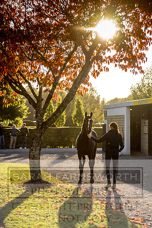 Goffs Orby 2017-438