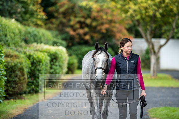 Goffs Orby 2017-9