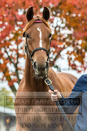 Goffs Orby 2017-542