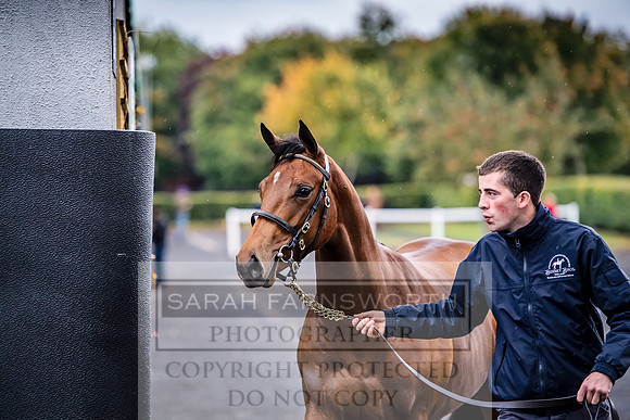 Goffs Orby 2017-529