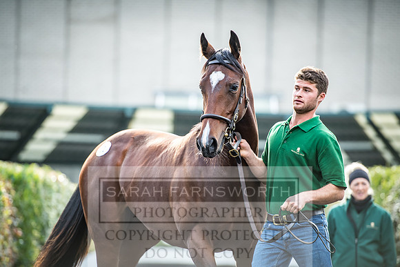 Goffs Orby 2017-153