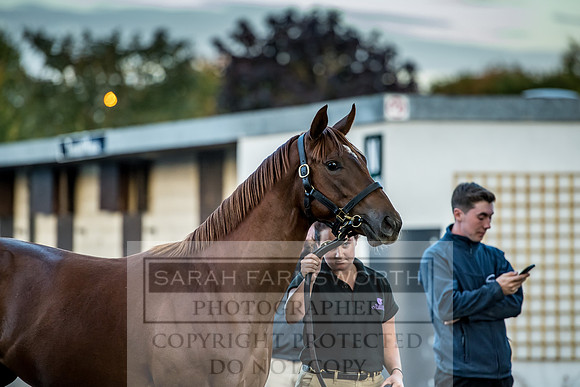 Goffs Orby 2017-479