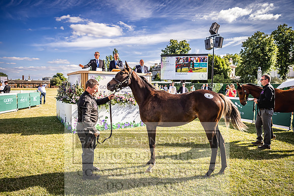 Goffs London Sale 2022-547